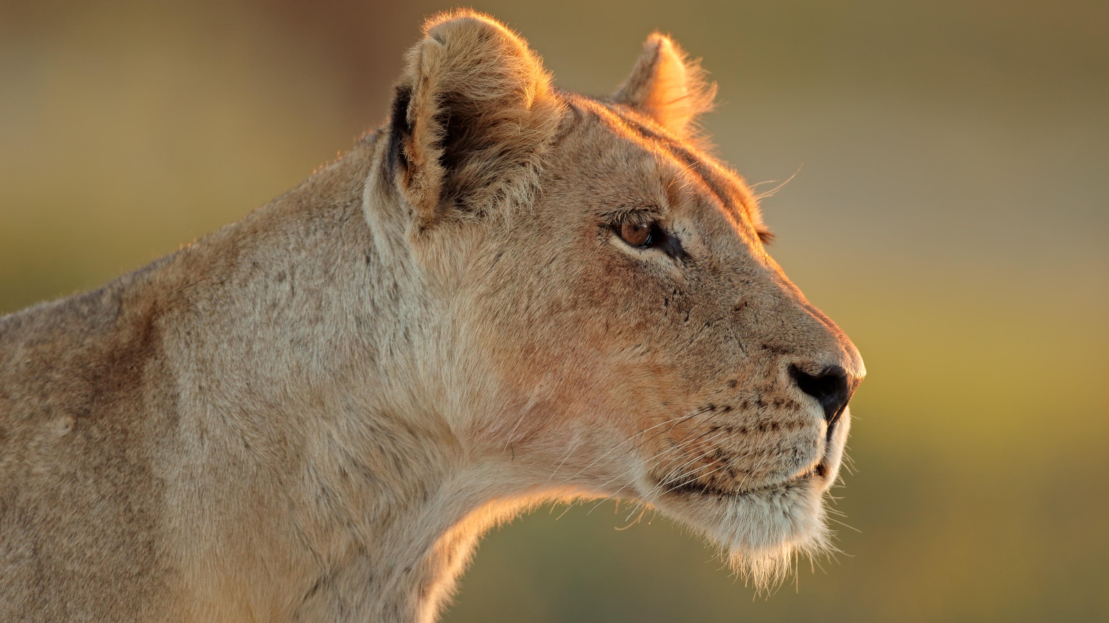 lioness looking ahead as the sun sets