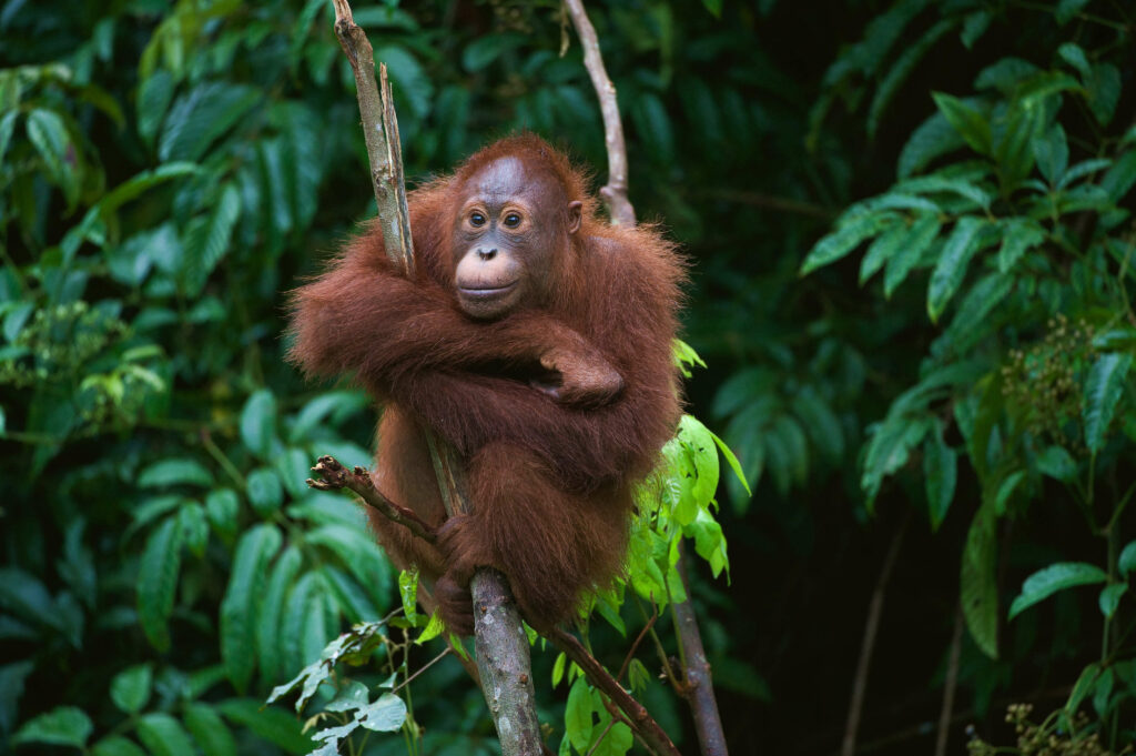 orangutan sitting in tree
