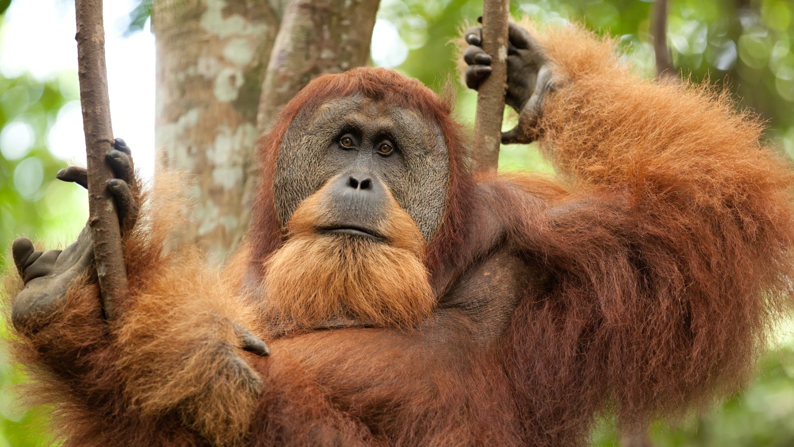 sumatran wild orangutan hanging on liana and looking at camera