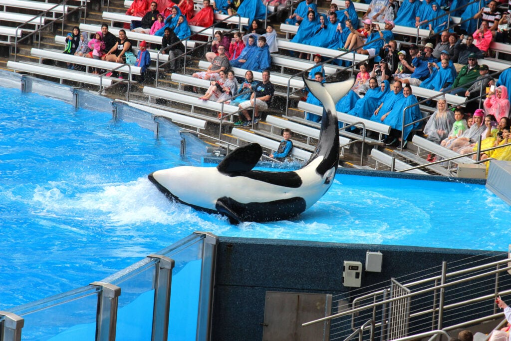 An orca or killer whale on their side in a shallow pool at SeaWorld's Shamu Stadium in Orlando, USA