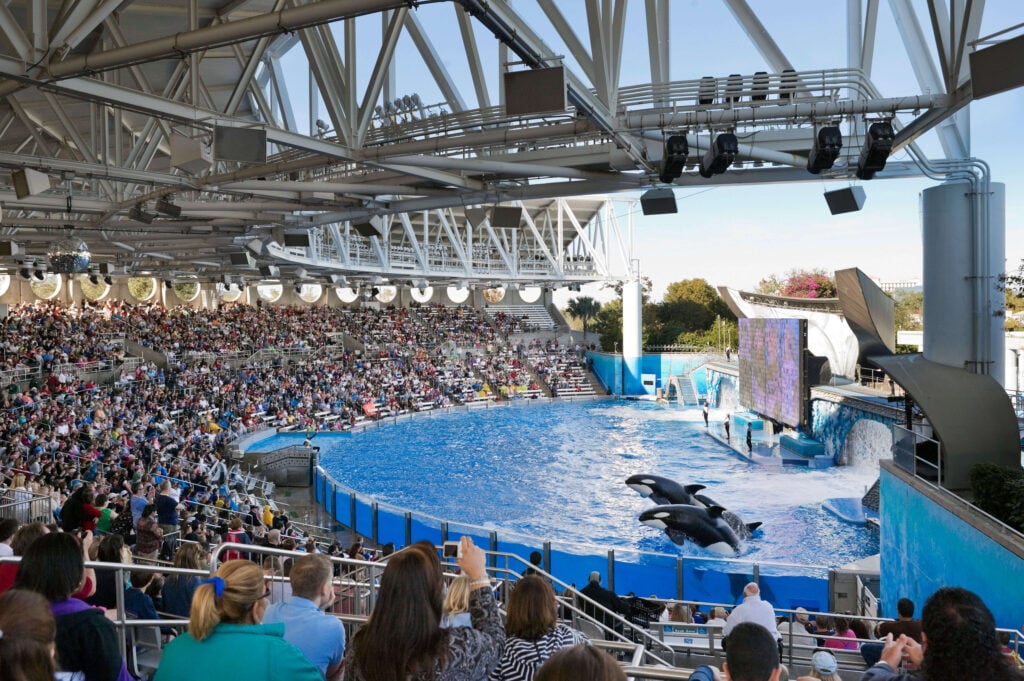 Orcas being forced to perform at SeaWorld's Shamu Stadium in Orlando, USA