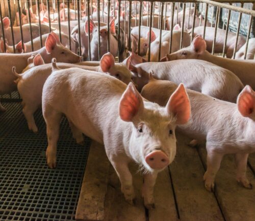 pigs in a factory farm