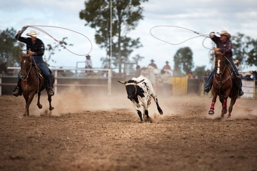 Horses and cows at a rodeo