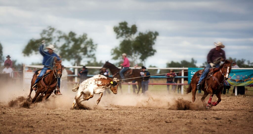 Horses and cows at a rodeo
