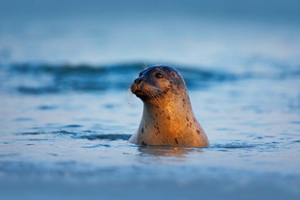 Seal in the wild