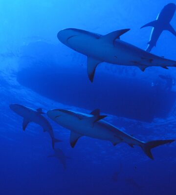 Shark swimming in the deep blue sea