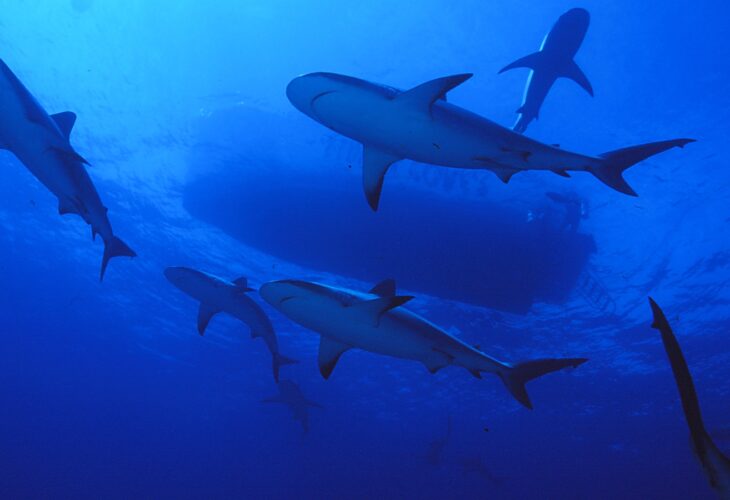 Shark swimming in the deep blue sea