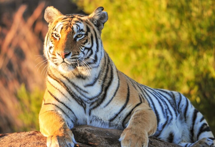 Tiger in nature
