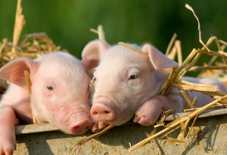 two small baby piglets surrounded by straw