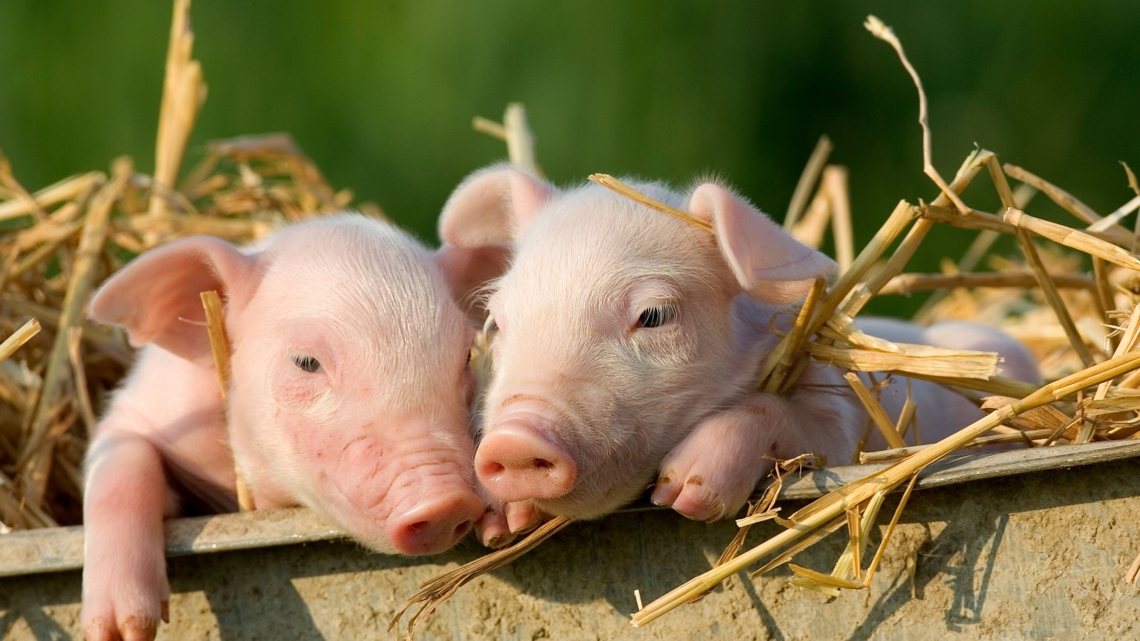 two small baby piglets surrounded by straw