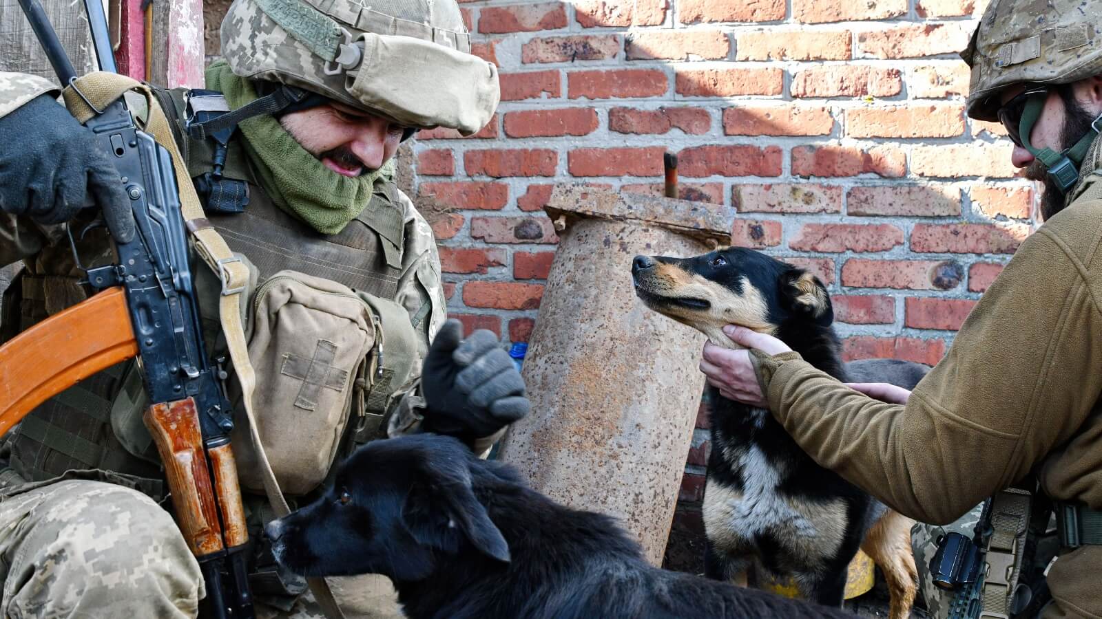 How People Are Coming Forward For Animals In Ukraine, And Where To Donate