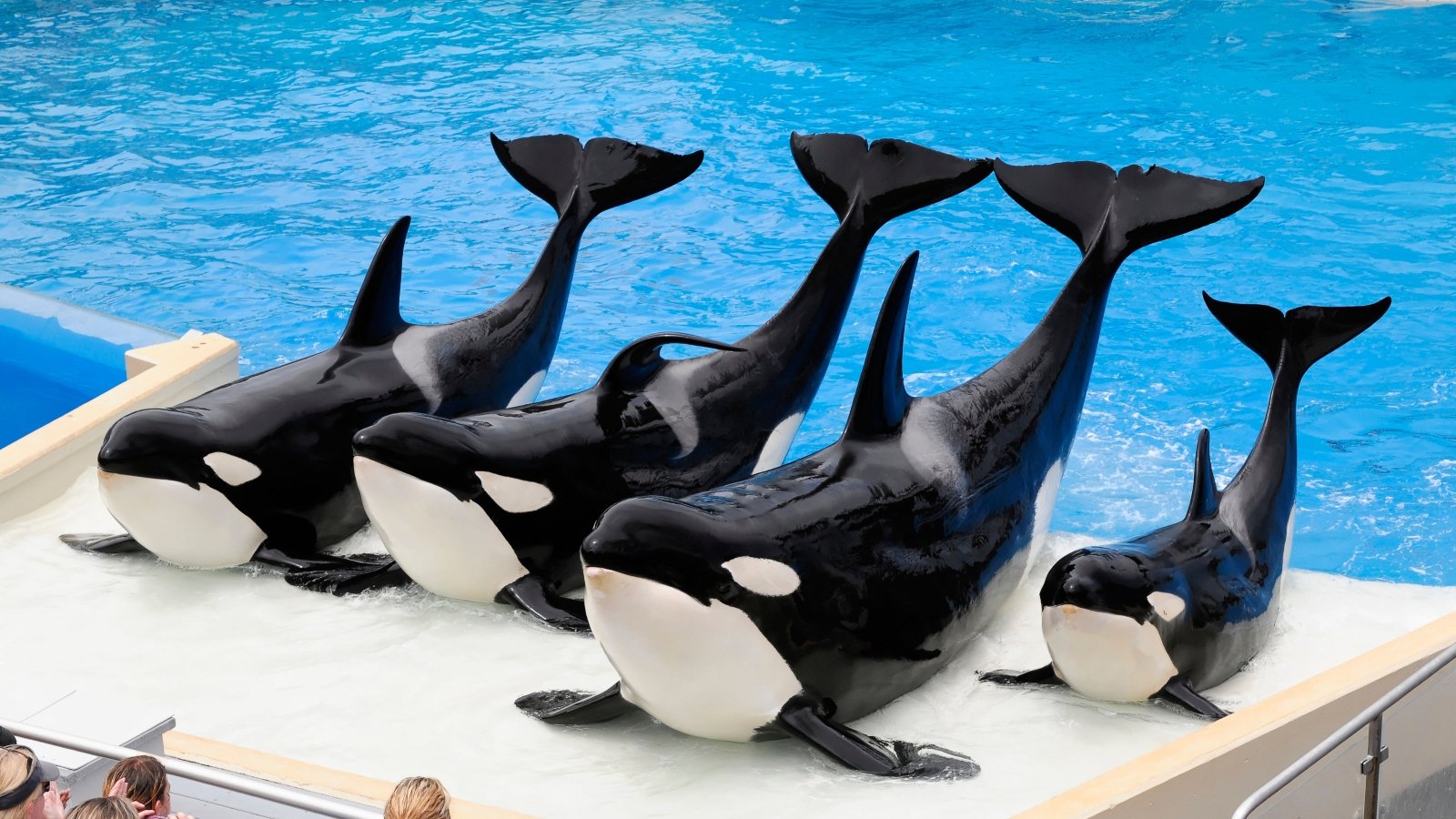 Orcas performing at animal marine park SeaWorld, which has been accused of animal cruelty