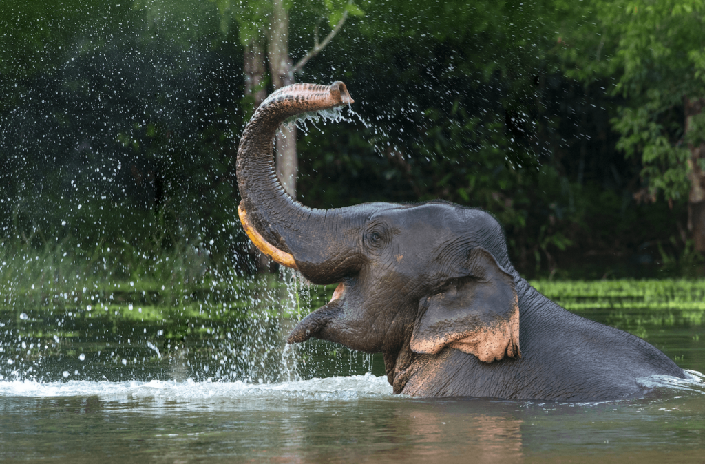 Happy elephant in the wild