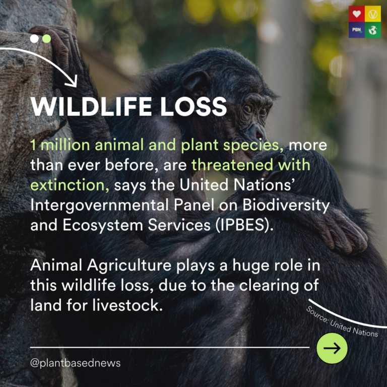 animal-species-that-are-no-longer-endangered-and-how-to-help-them-stay