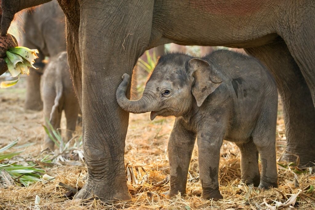 Asian baby elephant standing between the big legs of her mother