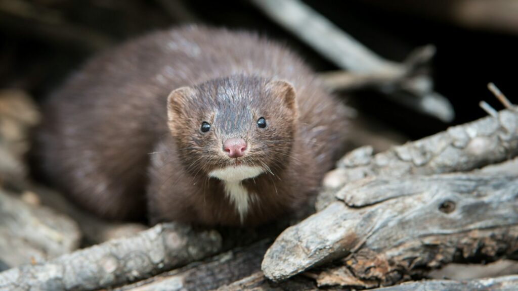 mink out in the wild