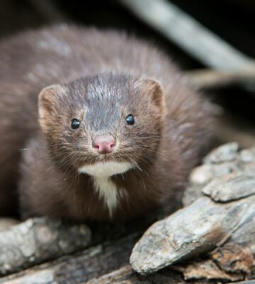 mink out in the wild
