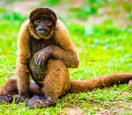 A woolly monkey sits on the grass