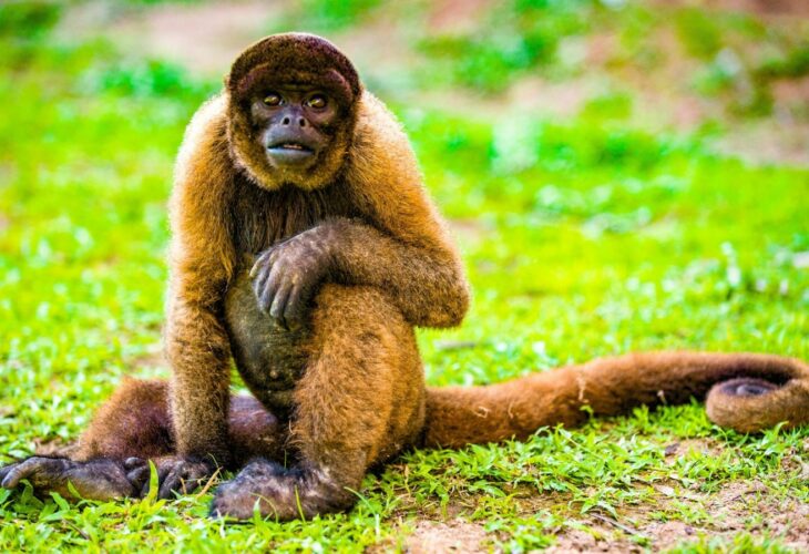 A woolly monkey sits on the grass