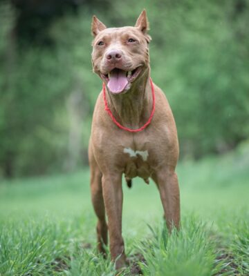 A pit bull terrier in a field