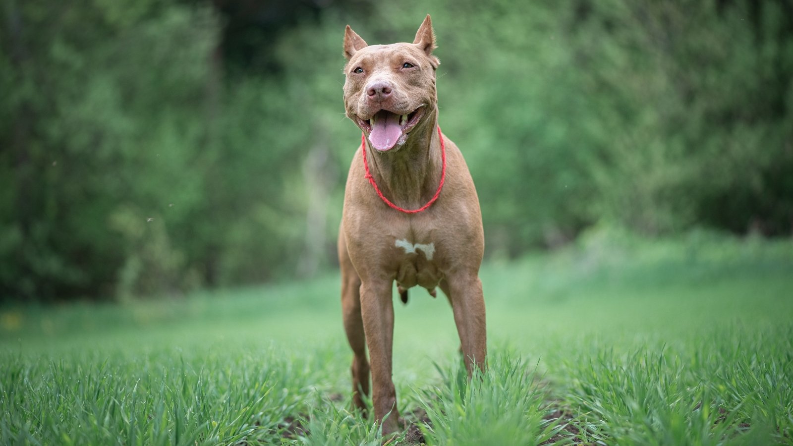 A pit bull terrier in a field