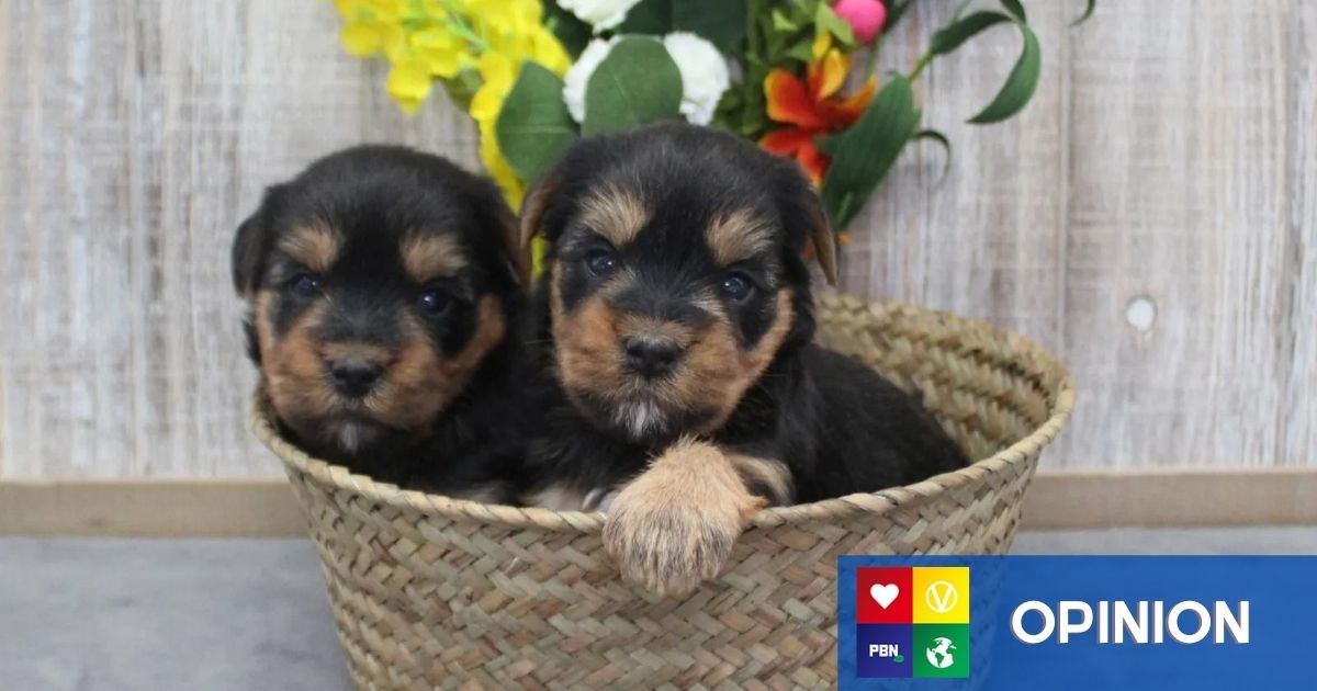 People Are Cloning Their Pets, Here's Why It's Wrong