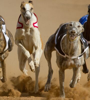 greyhounds racing