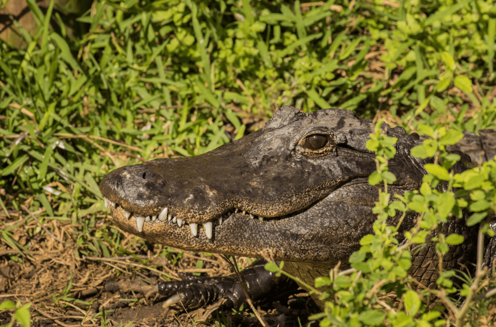 An American alligator in wetlands