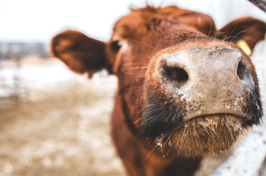 Cow nose close to the camera