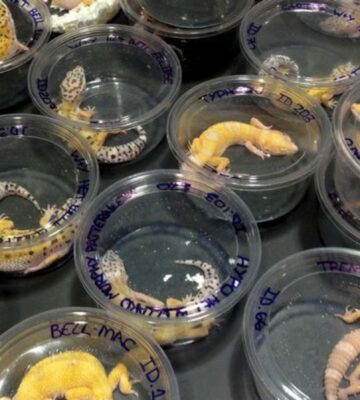 Geckos in small plastic tubs