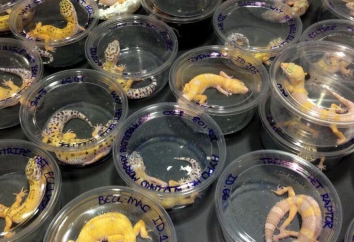 Geckos in small plastic tubs