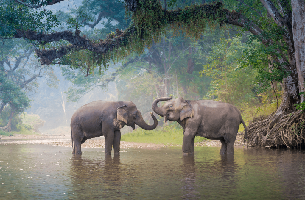 Two Asian elephants playing in water