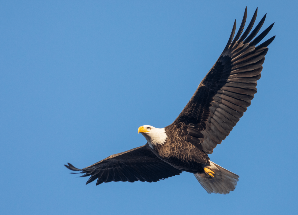 A bald eagle soaring through a blue sky