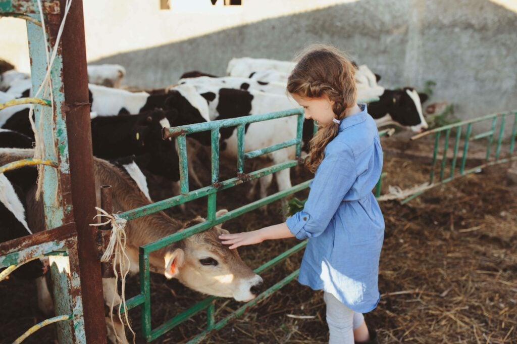 A child patting a cow on the head on a farm
