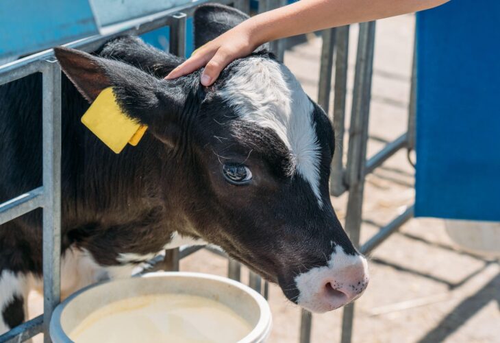 Dairy calf fenced on a farm