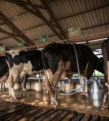 Dairy cows lined up being milked by machines