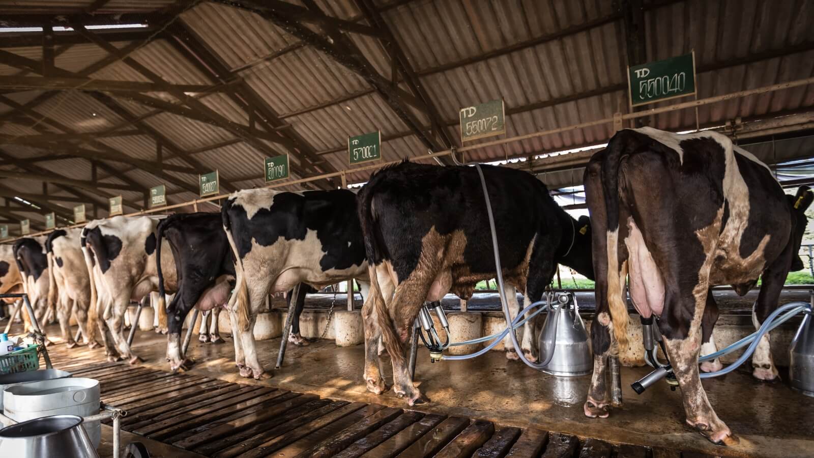 Dairy cows lined up being milked by machines