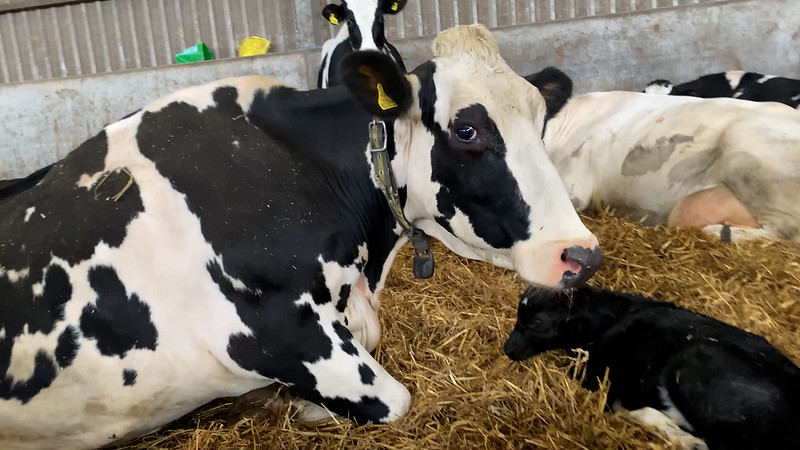 A dairy cow with her calf on Madox Farm