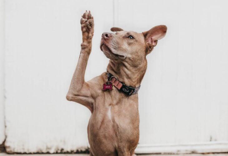 Dog holding their paw in the air