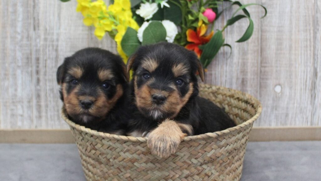 two identical puppies in a basket in front of some flowers