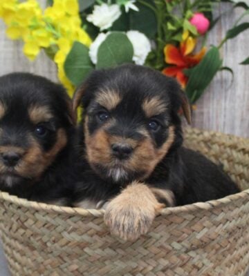 two identical puppies in a basket in front of some flowers