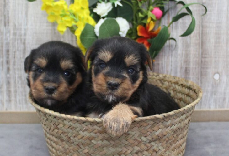 two identical puppies in a basket in front of some flowers