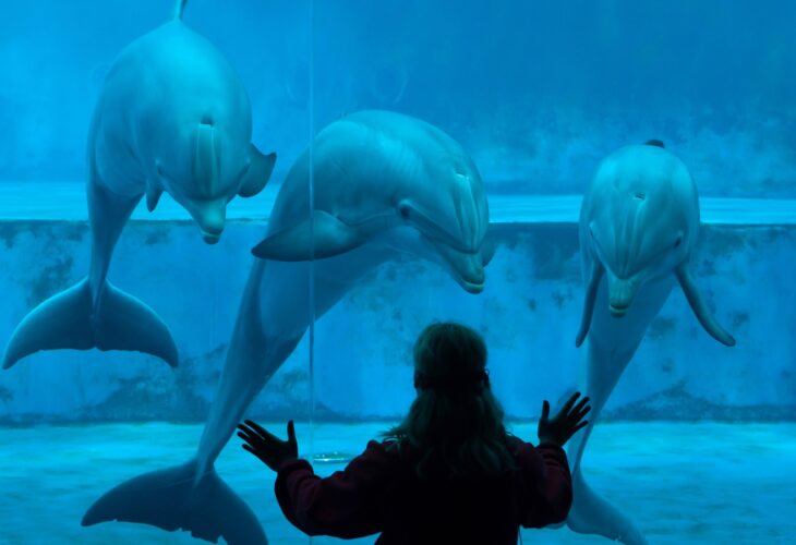 Person standing at an aquarium looking at three dolphins through the glass