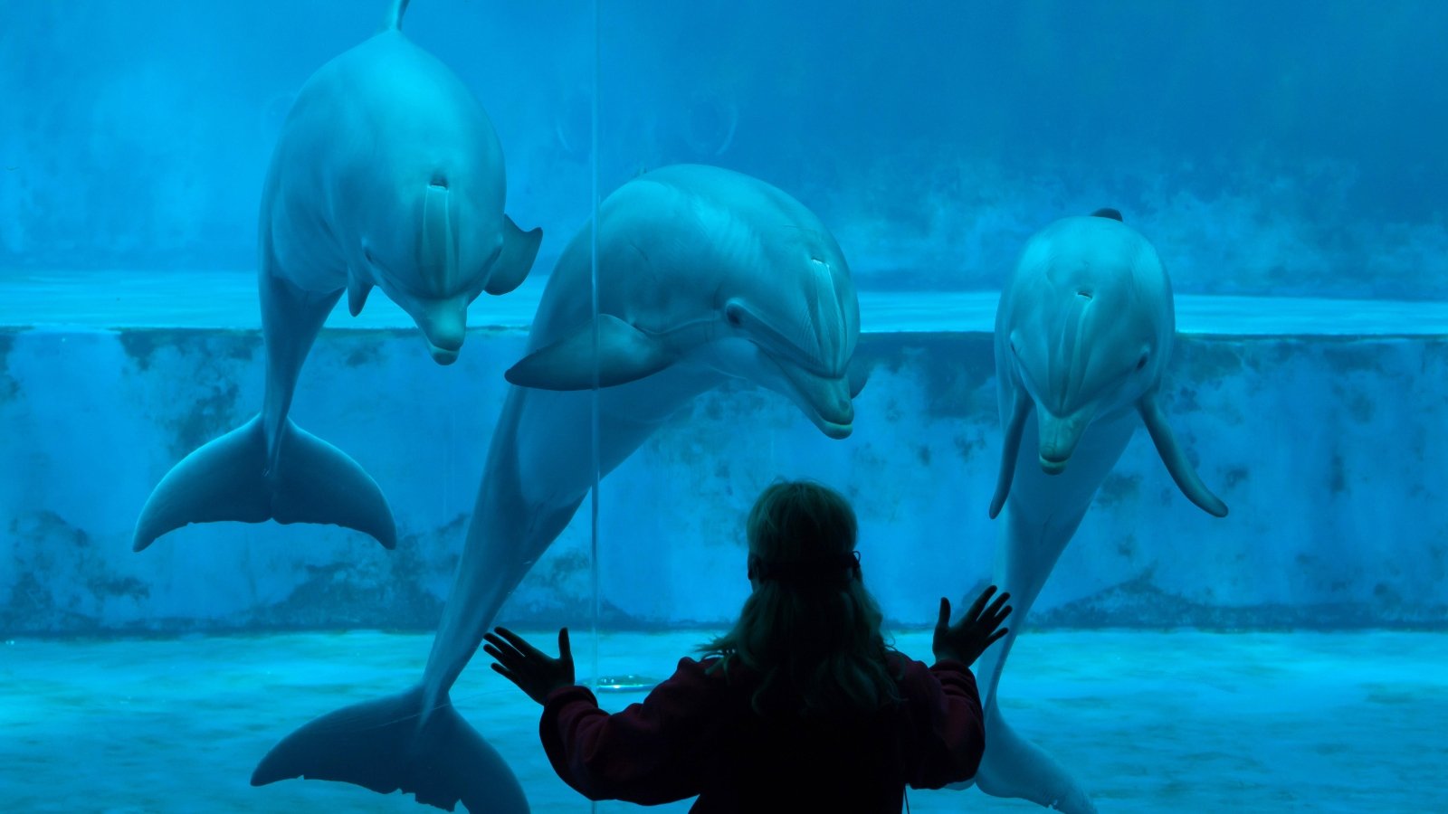 The Dolphin Attack At Miami Seaquarium Is Just More Proof: Animals Don't  Belong In Captivity