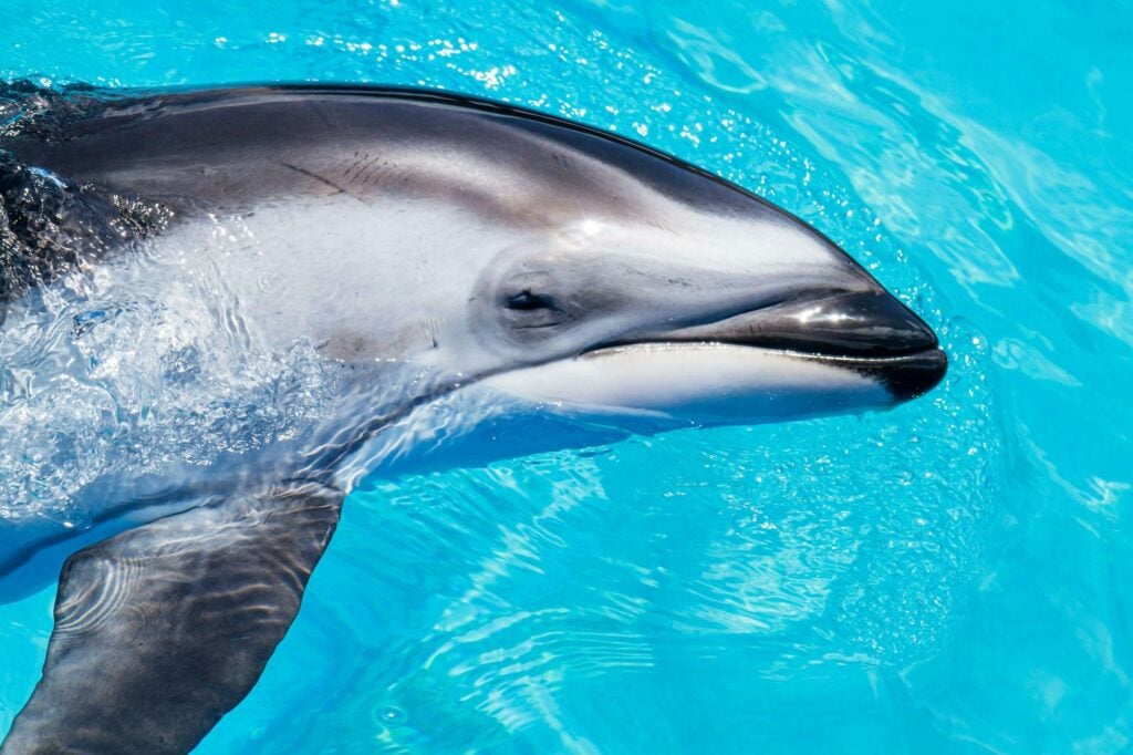 A sad-looking dolphin in captivity
