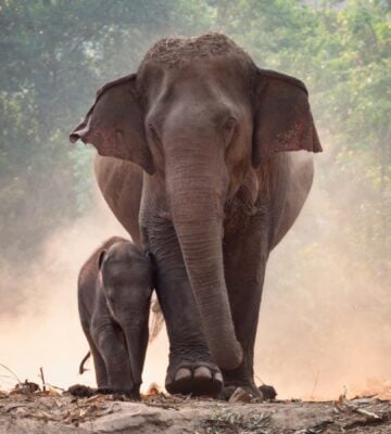 an elephant and their child.
