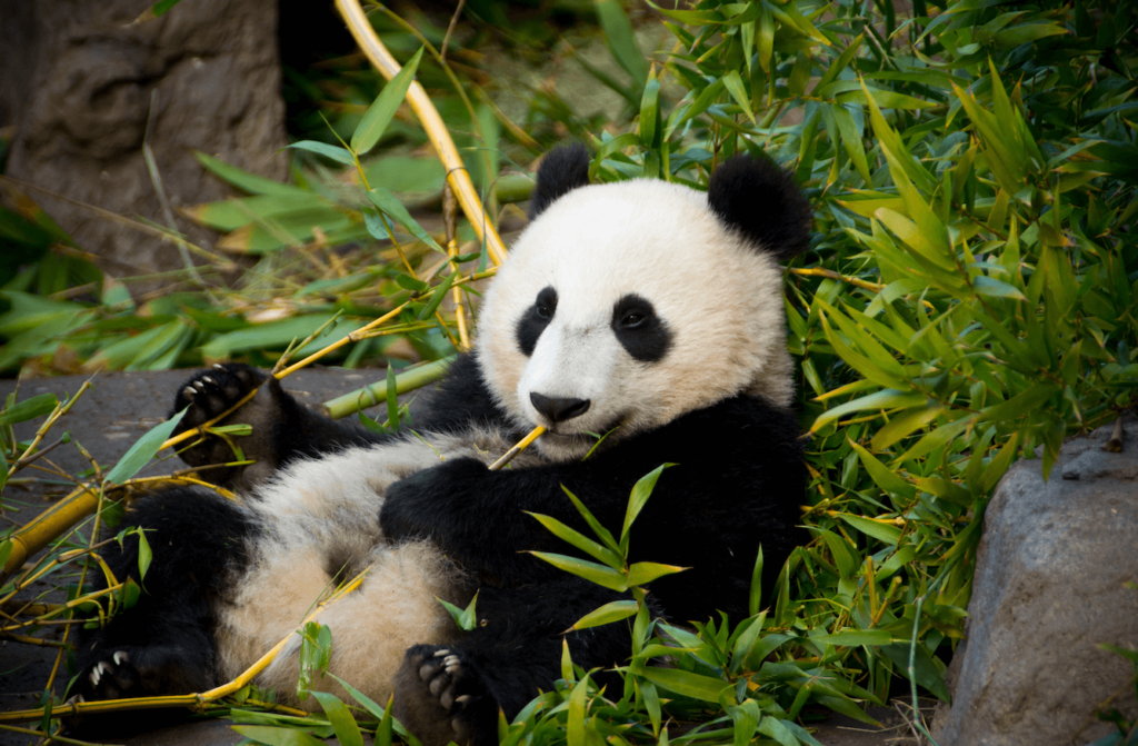 A giant panda chewing bamboo