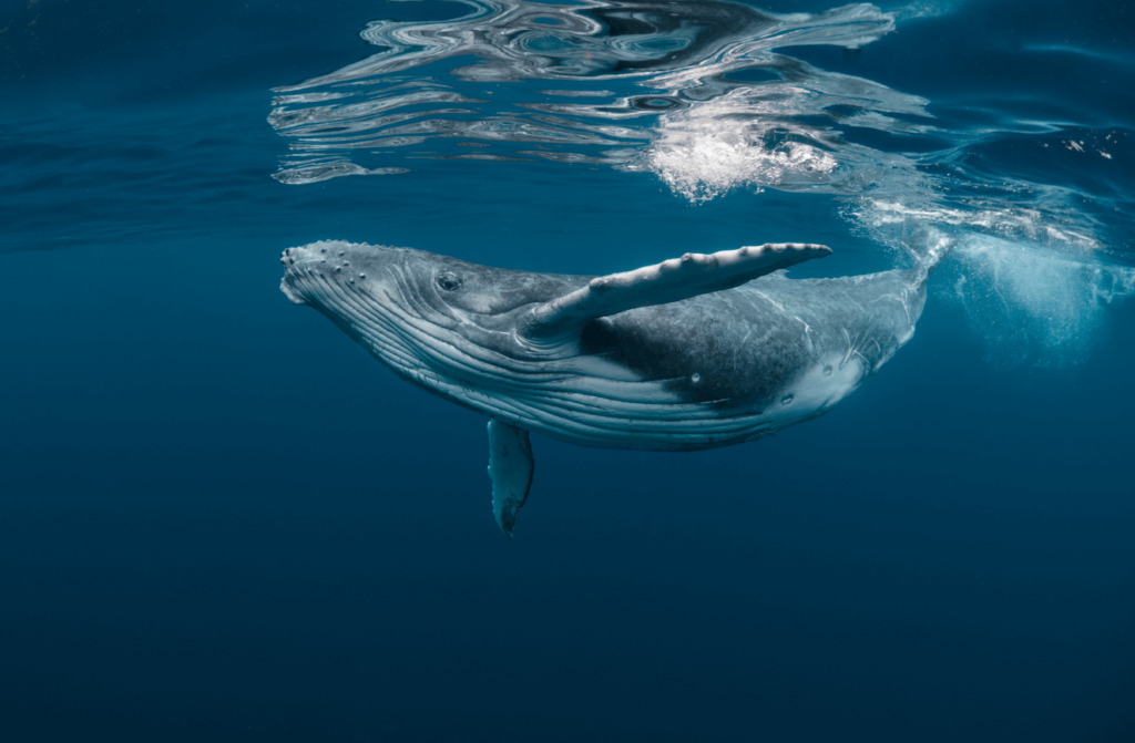 A humpback whale underwater