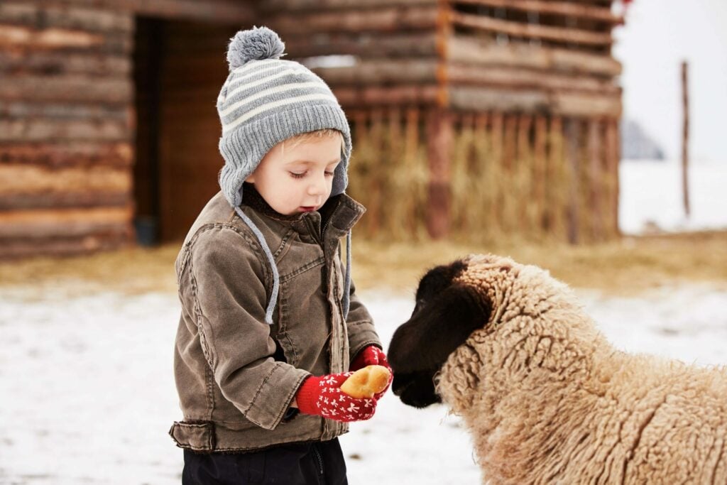 A child feeding a sheep a pastry