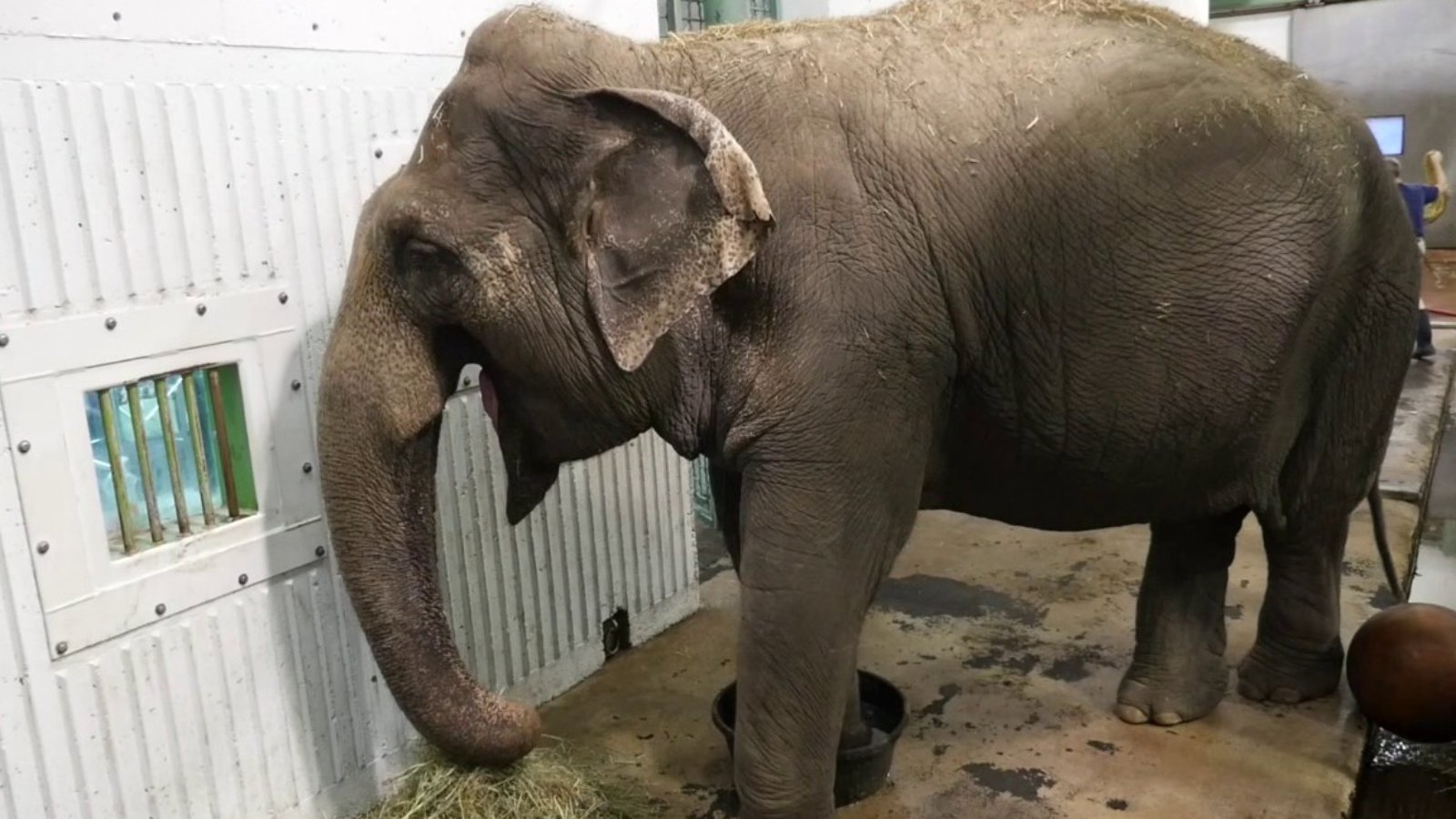 lucy the elephant in a zoo behind bars